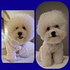 BICHON PUPPIES FOR SALE