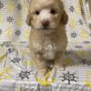 Adorable Toy poodle puppy