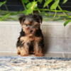 YORKIES FOR SALE ( REGISTERED )