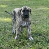 PRESA CANARIO FEMALE PUPPY 12 WEEKS