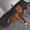 Xl American bully