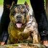 Merle American Bully for STUD