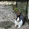 Ronnie Rabbit female, cage, pellets 6o lbs., hay