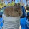 New Lionhead Bunnies