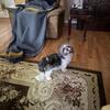 Shih Tzu Stud