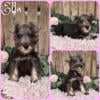 Salt & Pepper miniature schnauzer puppies