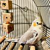 Cockatiel For Sale