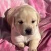 Yellow Lab puppies available