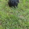 Scottish Terrier AKC Pups