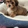 Maltese  Yorkie  (morkie)