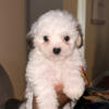 Maltese puppy for sale