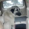 Female Kangal