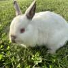 Female Netherland Dwarf