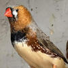 Zebra finches
