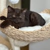 Rare chocolate colored British Shorthair kittens for sale