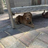Micro-mini Labradoodle puppies