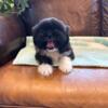 CKC SHIH TZU MALE PUPPY