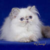 BABY HIMALYAN KITTENS