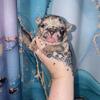 Akc French bulldog