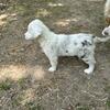 Australian shepherd puppies 