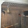 African grey pair