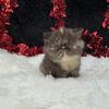 Exotic shorthair kittens flatcatexotics.com