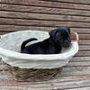 Pug mix puppies male