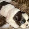 Shihtzu Puppies CKC beautiful