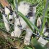 Husky puppies ready for new home