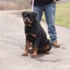 9 month old Rottweiler female