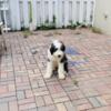 Sheepadoodle, 5 months old-Female