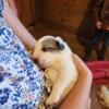 6 Great Pyrenees boy pups, Farm and family raised purebred. DOB 10/13/24