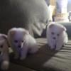 Pomeranian Puppies For Sale