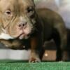 Adult nano exotic bully female (punch daughter)