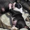 ENGLISH BULL TERRIER