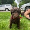 Labradoodle Puppies!