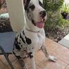 *Harlequin Great Dane male puppy *