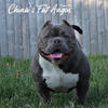 American Bully