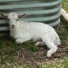 Twin Baby Nigerian Dwarf Goats - Boy and Girl!