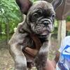 Nice priced Frenchies🐶