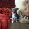 Purebred Chihuahua Pups Charting 4-4.5 lbs in Quaker City Ohio-new pics+++++