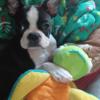 Boston Terrier 6 month old male