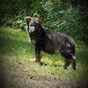 German Shepherds 
