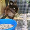 Lion heads and Holland lop bunnies