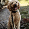 Goldendoodle stud service