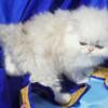 Beautiful silver shaded chinchilla dollface persian 8 weeks male available