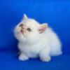 Exotic Shorthair male kitten