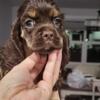 Akc champion cocker spaniel puppies