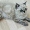 Exotic Short Haired Seal Lynx Male Kitten