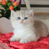 NEW Elite British kitten from Europe with excellent pedigree, female. Peny